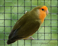roseicollis_olive masq orange_6477.jpg